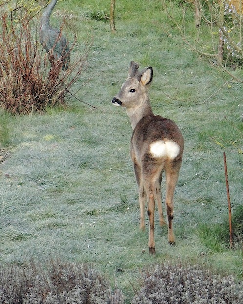 roe deer